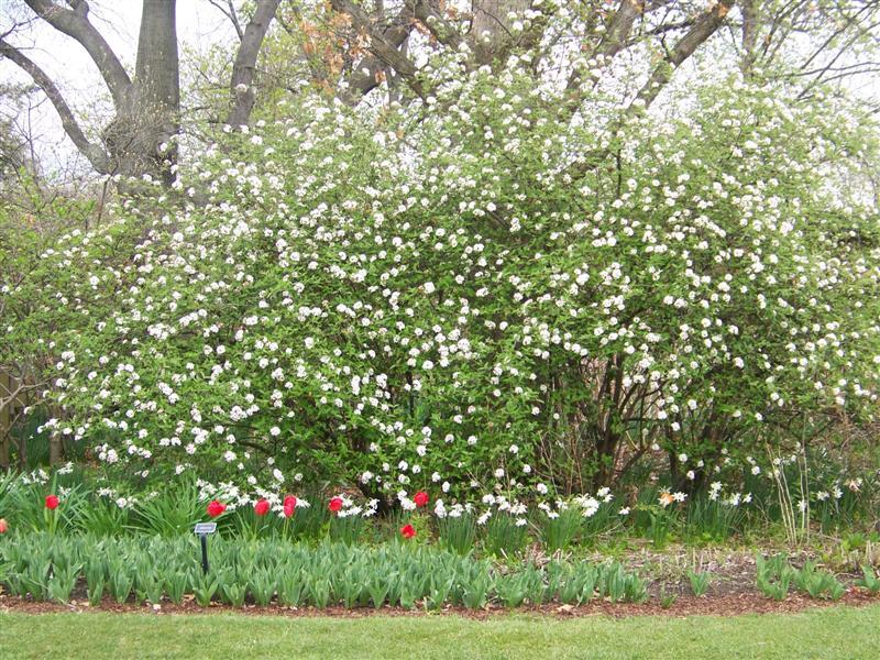 Burkwood Viburnum trees